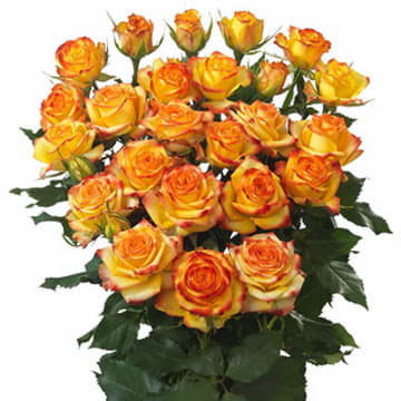 Роза тр айлайнер 70 см Santreyd 24677 - Вид №1