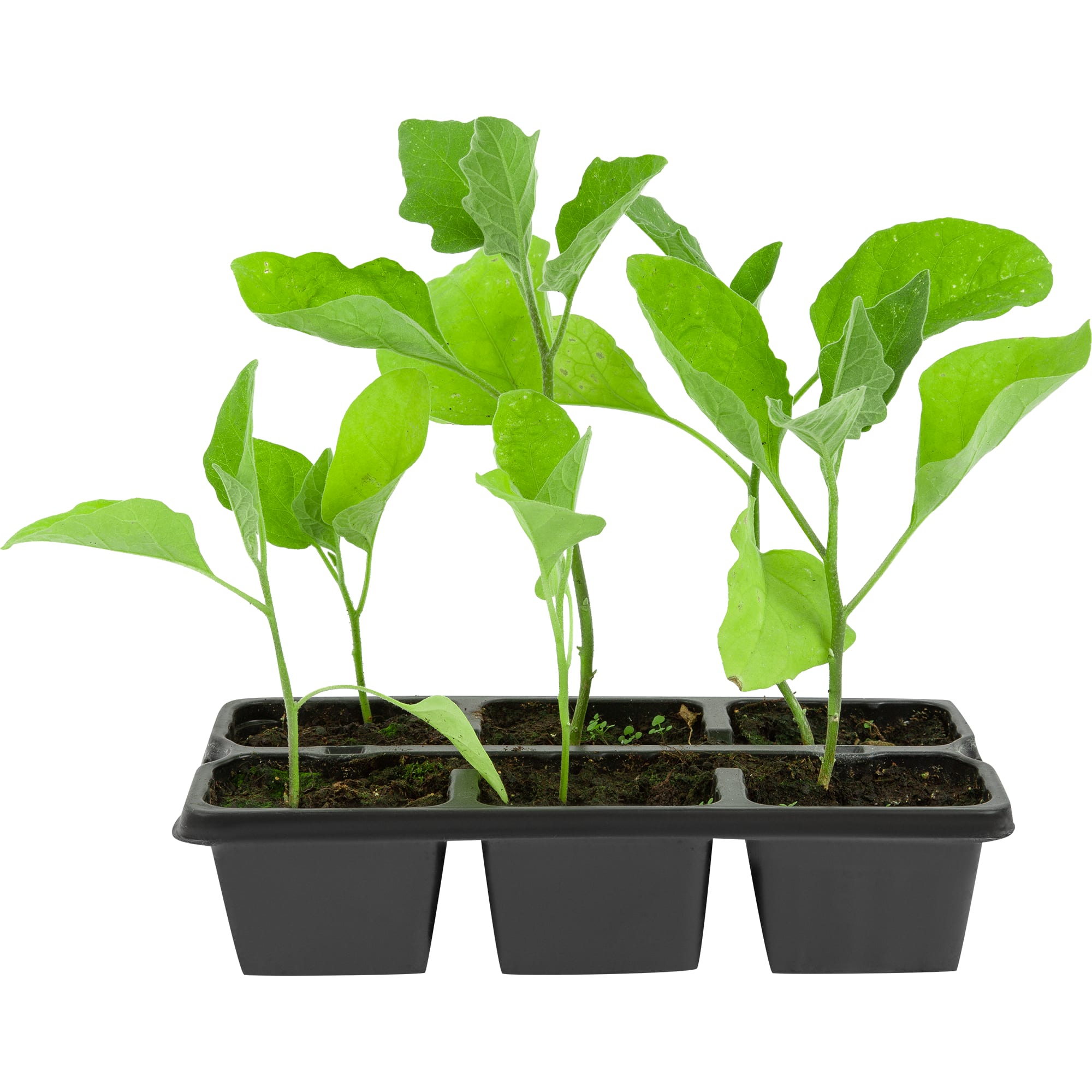 83248587 Рассада Баклажан ø13 h15 см, 6 шт Santreyd 