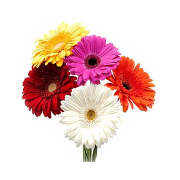 Гербера мини микс 50 см Santreyd 23865 - Вид №1