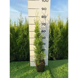 Туя Колумна h60 - 80 см 89355453 STLM-2050492