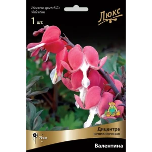 Дицентра великолепная Валентина луковица I 83599257 STLM-2107030