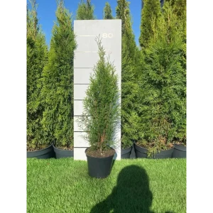 Туя Смарагд h60 - 80 см 89355459 STLM-2154528