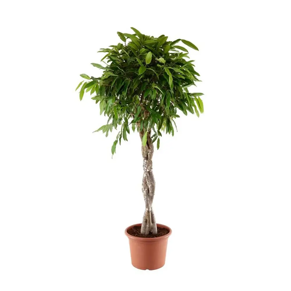 Фикус Экзотика Santreyd — роскошный акцент для вашего интерьера 84586910 STLM-0953861