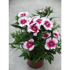 Гвоздика китайская 9x20 см 82554798 STLM-2190810