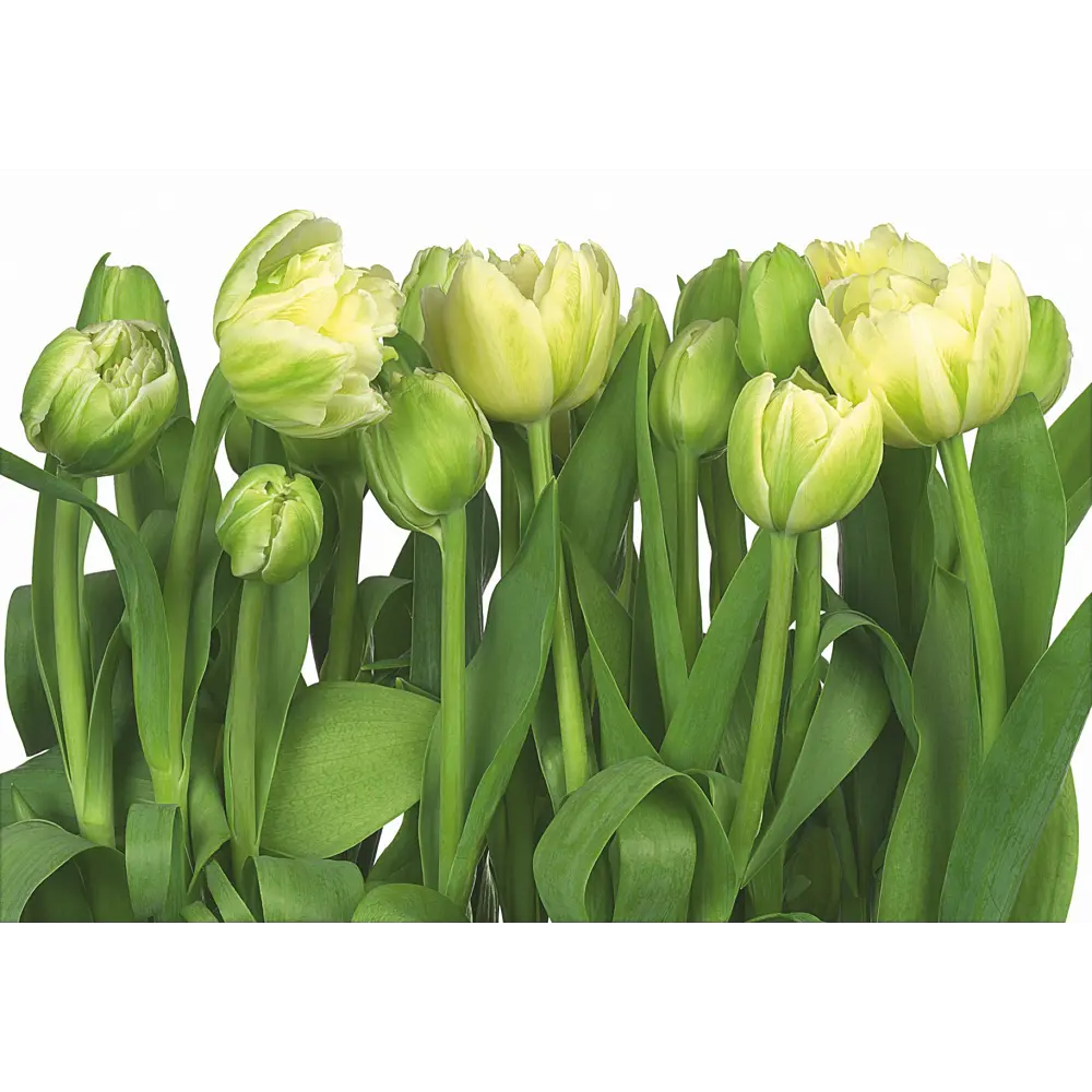Фотообои бумажные, 368х254 см, KOMAR Тюльпаны Tulips STLM-2009520