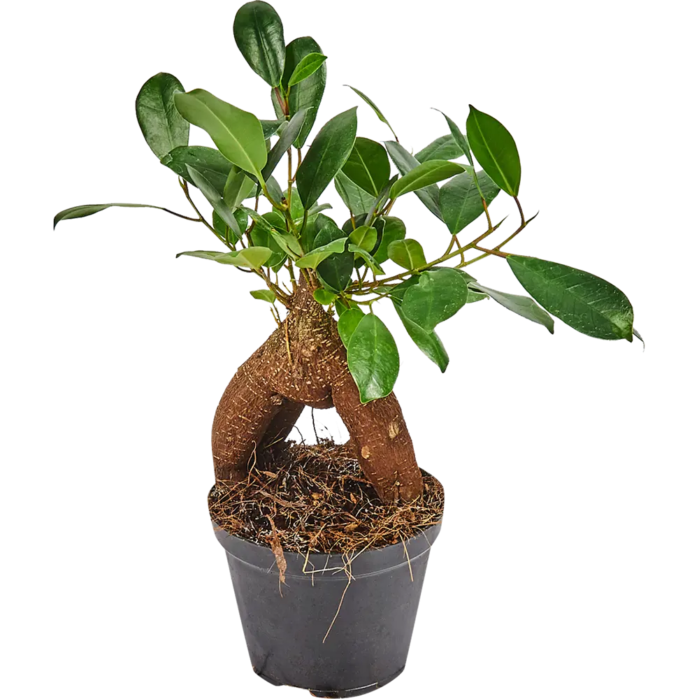 Фикус микрокарпа Santreyd - миниатюрное дерево для интерьера 82578709 STLM-0030448