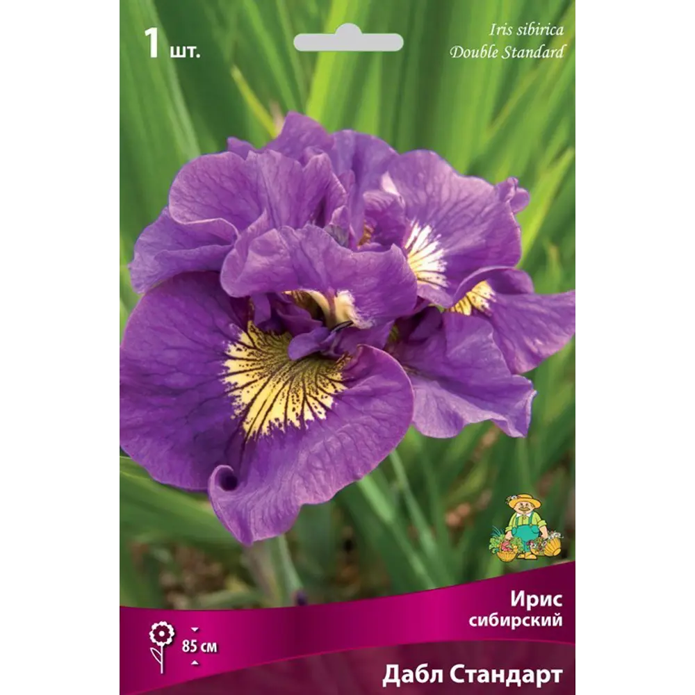 Ирис сибирский Дабл Стандарт луковица I 83597276 STLM-2031135 Santreyd 