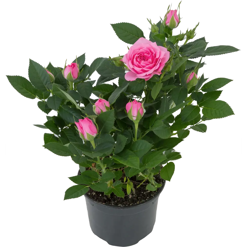 Santreyd Роза Кордана микс - миниатюрное украшение для дома и сада 82895031 STLM-0037686 - Вид №8