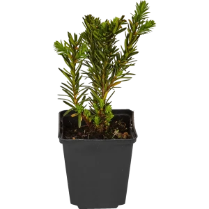 Тисс средний «Селекции Кордес» 9x20 см 82601621 STLM-2113331