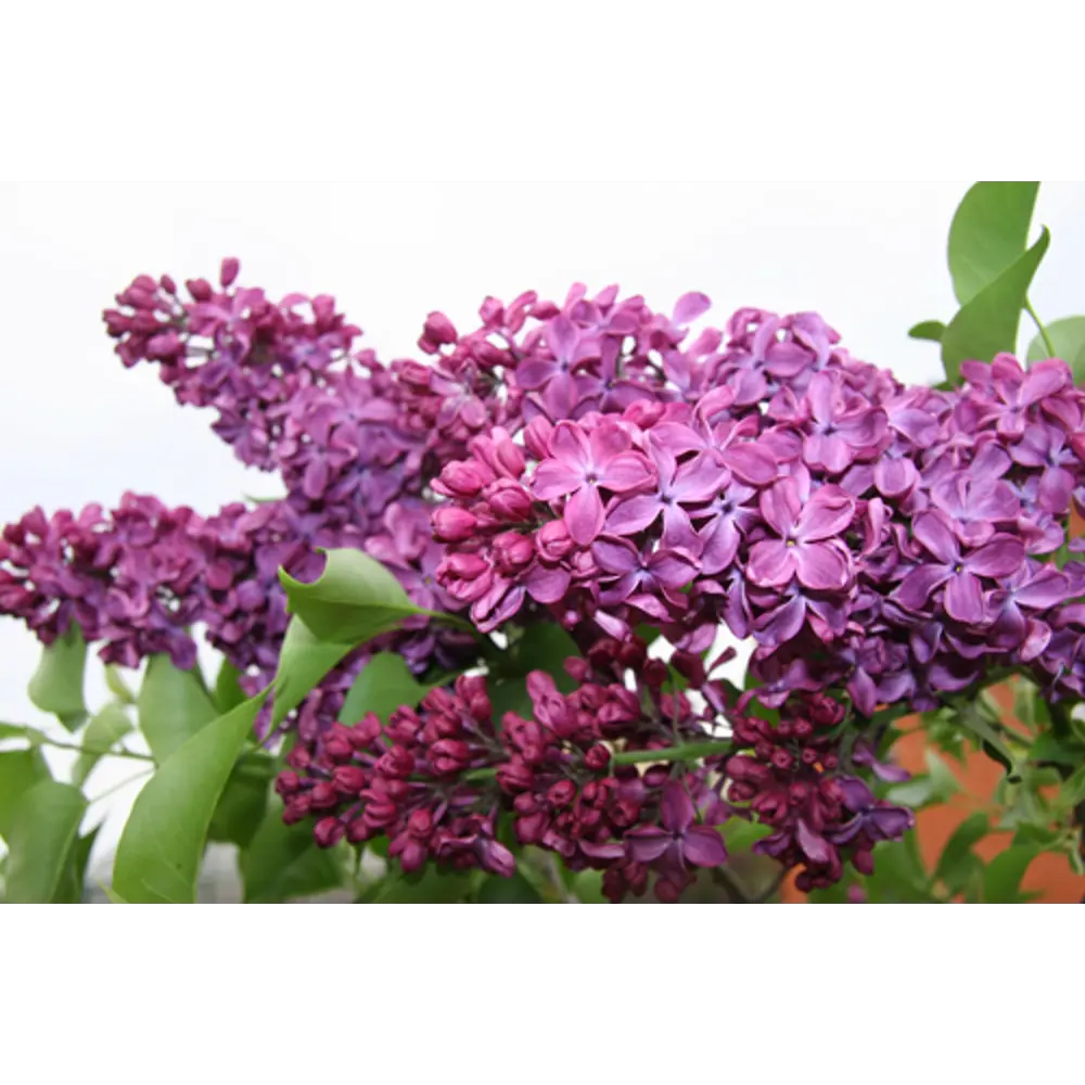 Сирень Гиацитовая Дружба ø19 см h40-60 см 85087636 STLM-2005169 Santreyd 