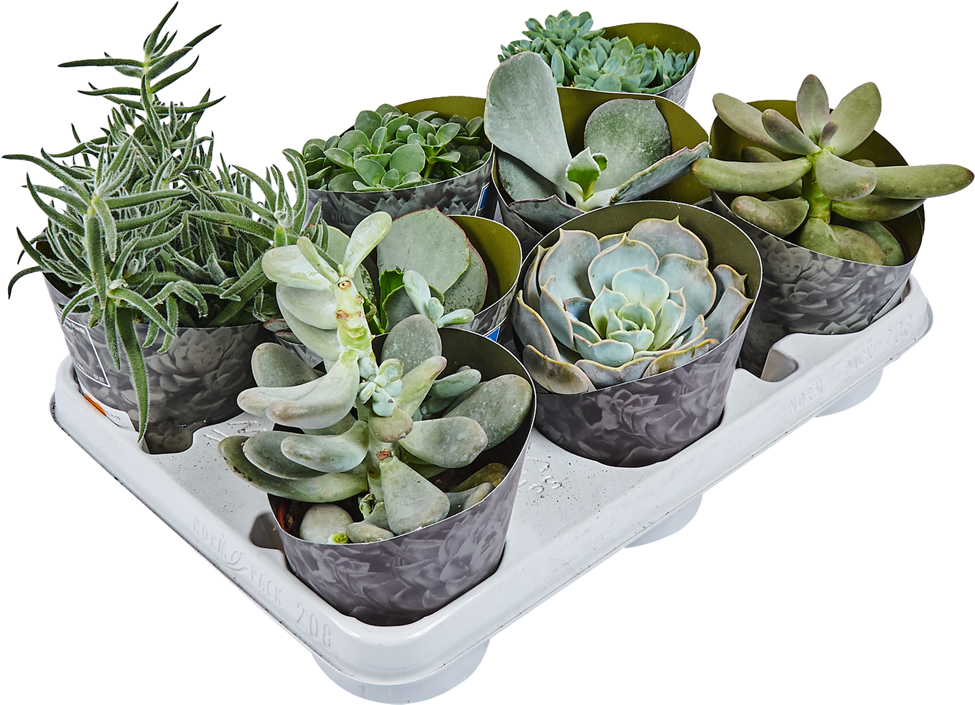 Суккулент микс Santreyd - набор комнатных растений для интерьера 82894902