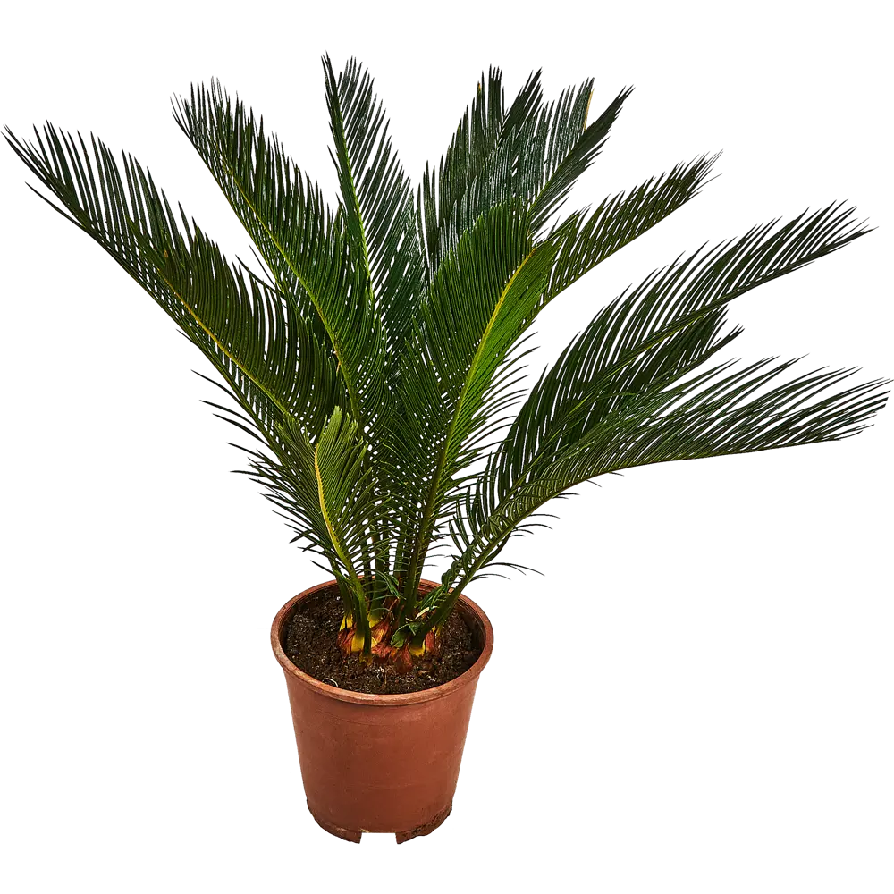 Santreyd Цикас Революта - изящная саговая пальма для интерьера 87959818 STLM-1340005 - Вид №1