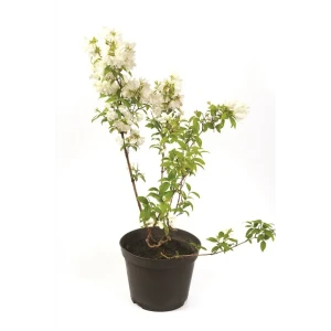 Чубушник Дам Бланш ø15 h60 см