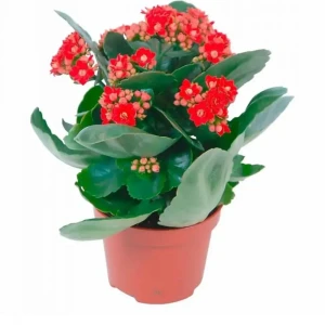 Каланхоэ микс ø9 h25 см 89433176 STLM-2149792