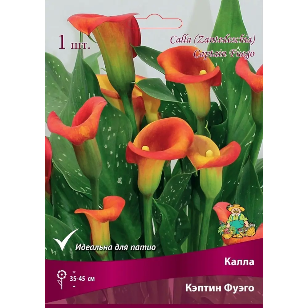 Калла Кэптин Фуэго луковица 14/16 83598109 STLM-2008554 Santreyd 