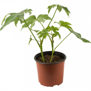 82850369 Фатсия 17х60 см