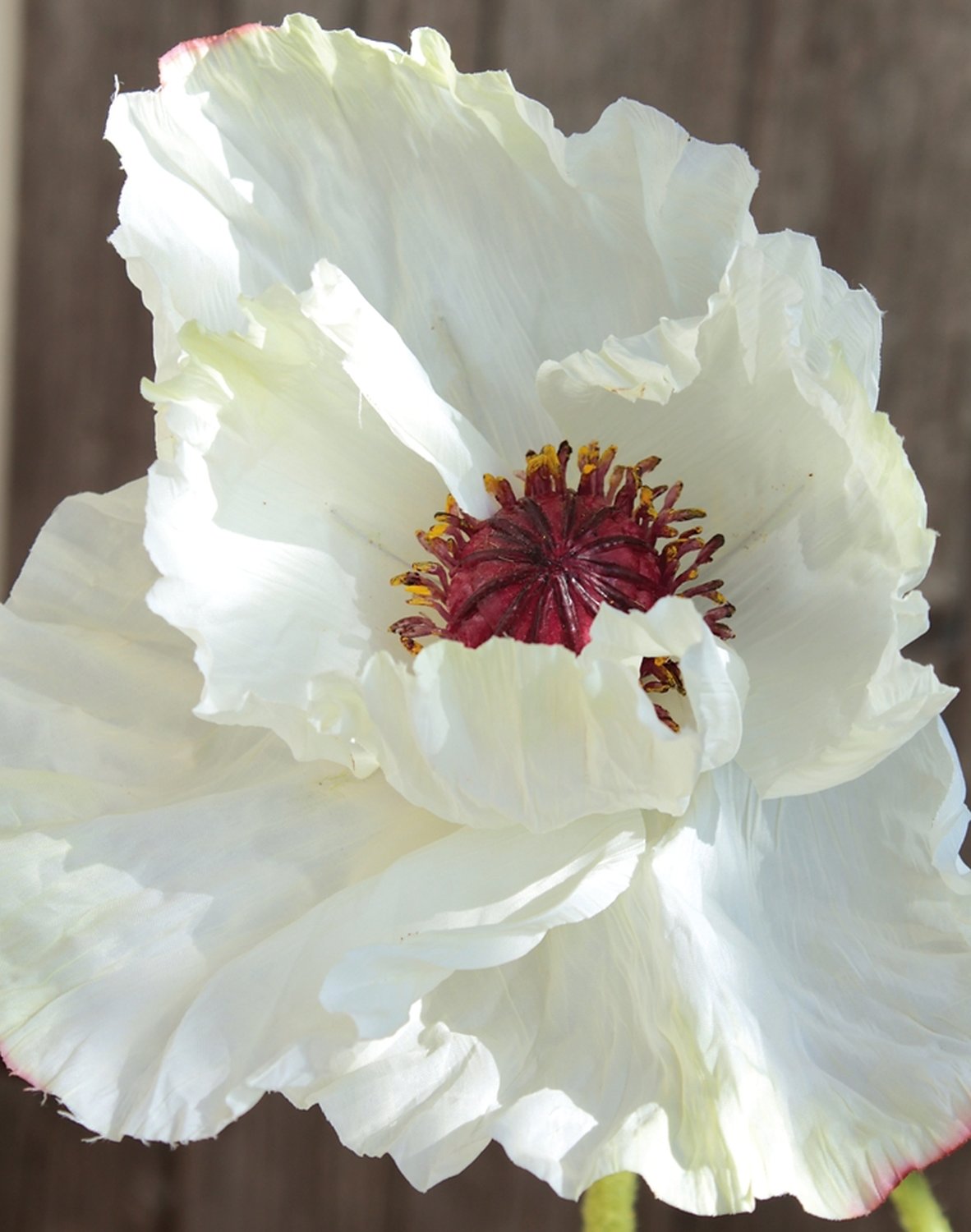 4559 778 a3 Мак искусственный, 1 цветок, 1 бутон, 90 см, бежево-белый H-andreas  - Вид №1