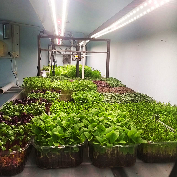 3349 Биколор Комфорт 2.3.f - Рассада, Микрозелень. Белый свет. LAB.Space  - Вид №5