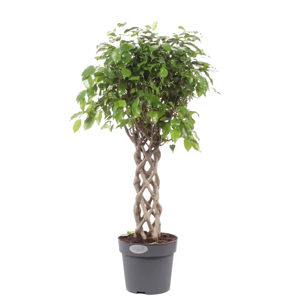 Фикус Экзотика цилиндр 24x100 см 18475426 STLM-2027132 Santreyd 