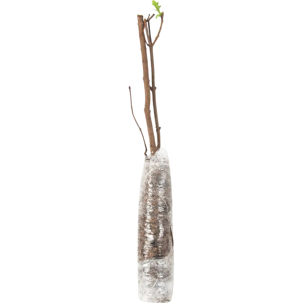 Сирень обыкновенная Сенсация в тубе 82539532 STLM-2173184 BLOOMING LIFE  - Вид №1