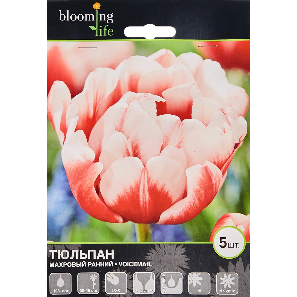 Тюльпан «Войсмейл» размер луковицы 12, 5 шт. 82665985 STLM-2165440 BLOOMING LIFE 