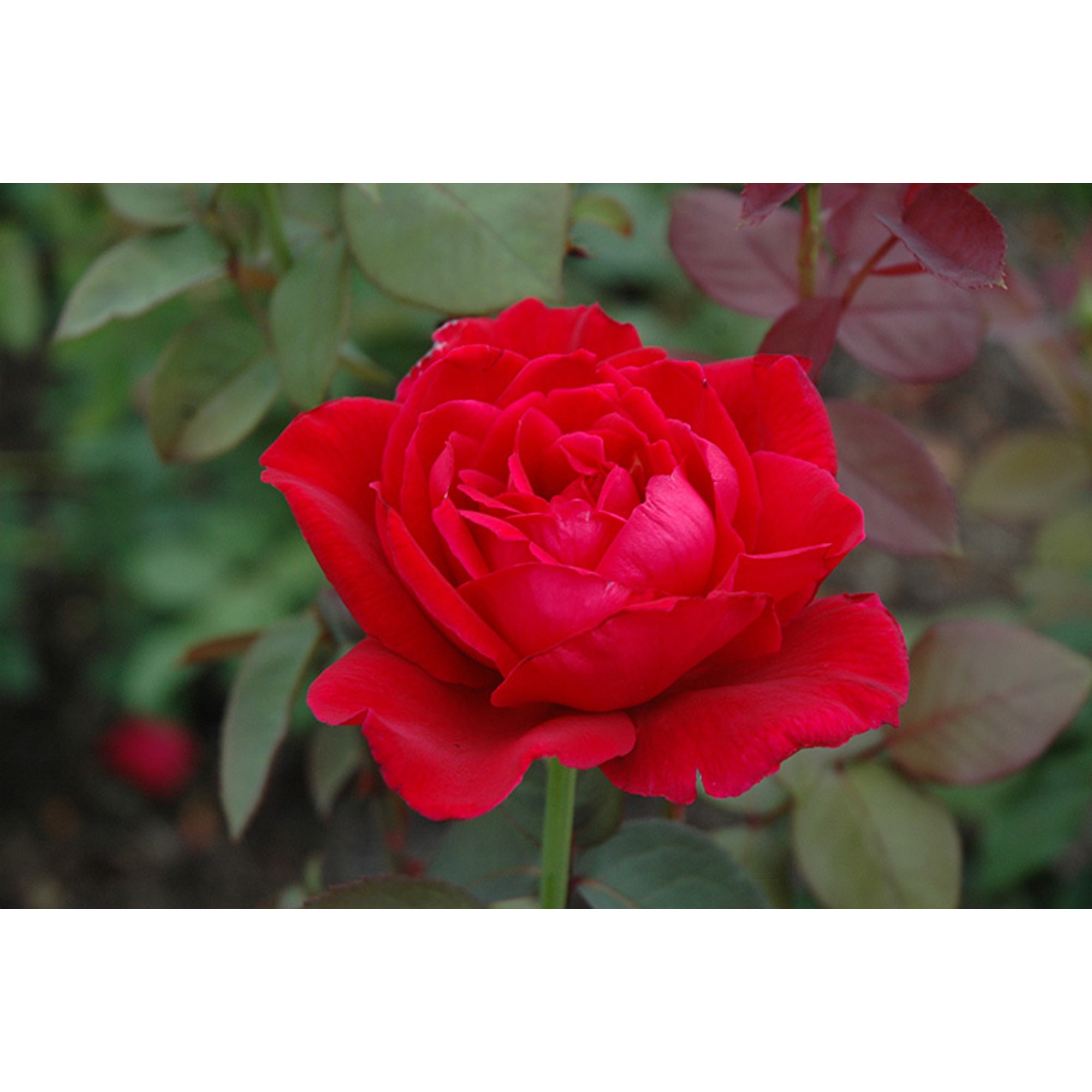 83761569 Роза чайно-гибридная Мистер Линкольн Santreyd 