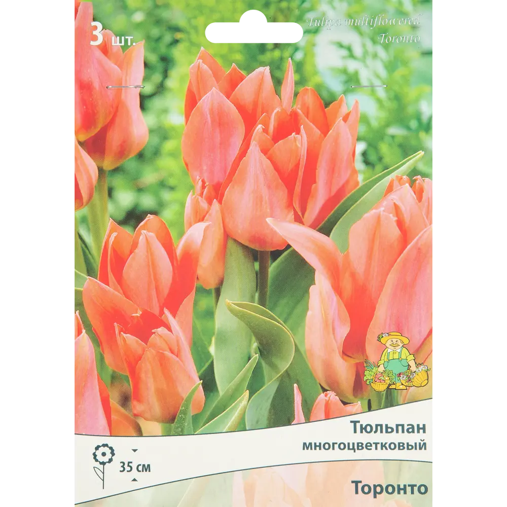 Тюльпан многоцветковый Торонто, 3 шт 85205534 STLM-2102863 ПОИСК 