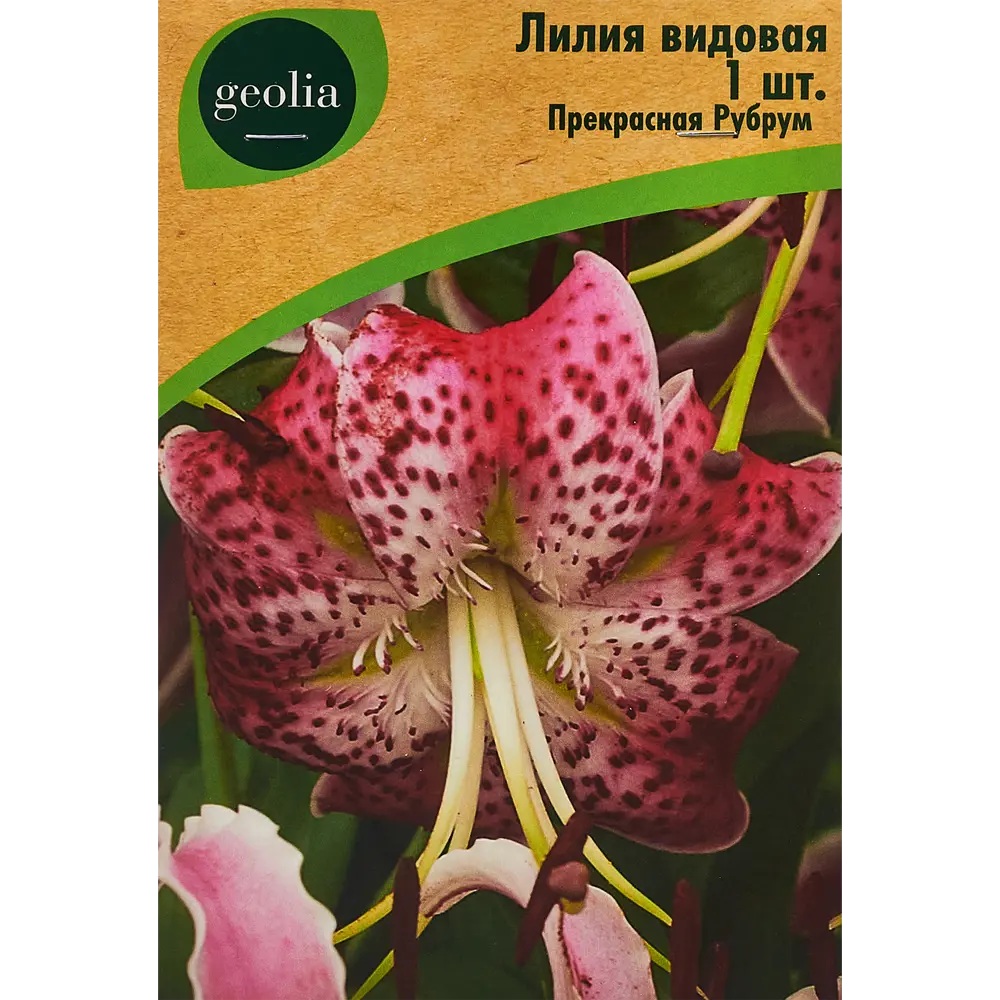Лилия Geolia видовая Прекрасная Рубрум STLM-2096302
