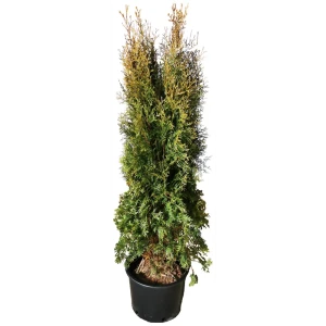 Туя западная Пирамидалис h160 см - хвойное растение для ландшафтного дизайна 84506308