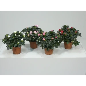 Азалия птица микс 11x20 см 82565183 STLM-2038990