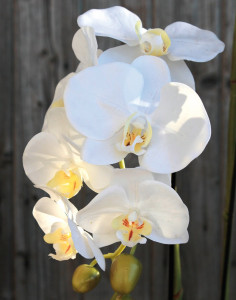 2856 777 a3 Пластиковая орхидея Phalaenopsis с 'почвой', 2-х кратная, 62 см, real touch, белая H-andreas