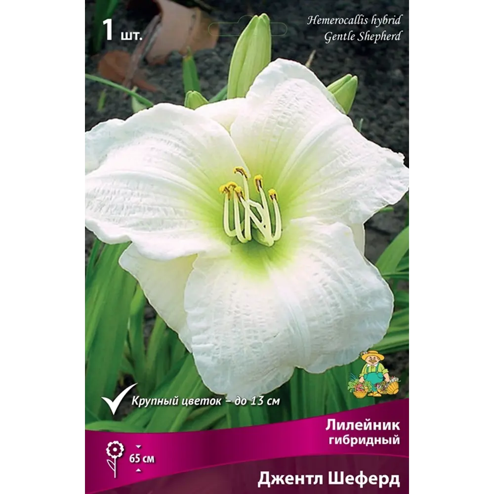 Лилейник гибридный Джентл Шеферд луковица I 83597568 STLM-2034780 Santreyd 