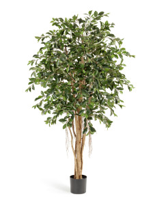 10.32905N Фикус Ретуса Цветочная коллекция