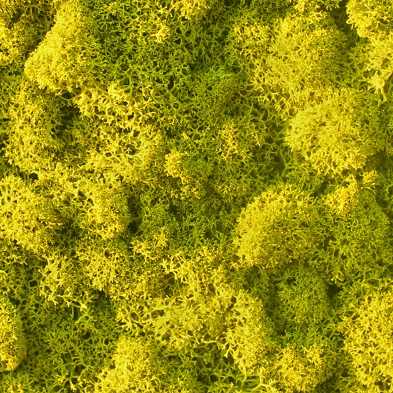 VER001 Лишайник Adriani e Rossi 01 Мох светло-зеленый  - Вид №15