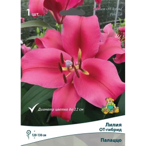 Лилия ОТ-гибрид Палаццо луковица 14/16 83597457 STLM-2128767