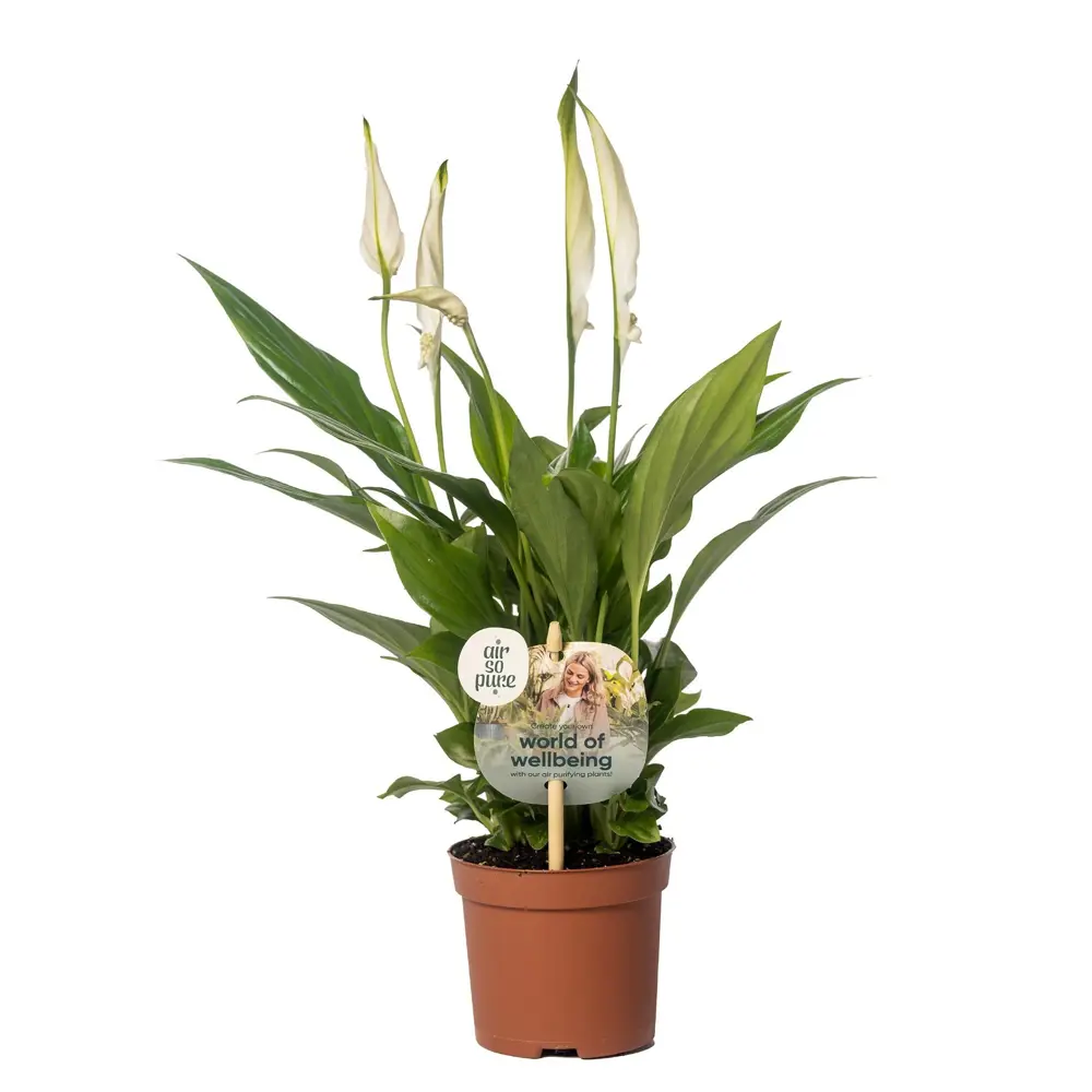 Спатифиллум Перл Купидо — комнатное растение для уютного интерьера 89434552 Santreyd STLM-1579584