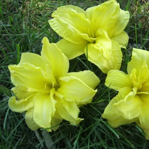 Лилейник «Double River Wye I»