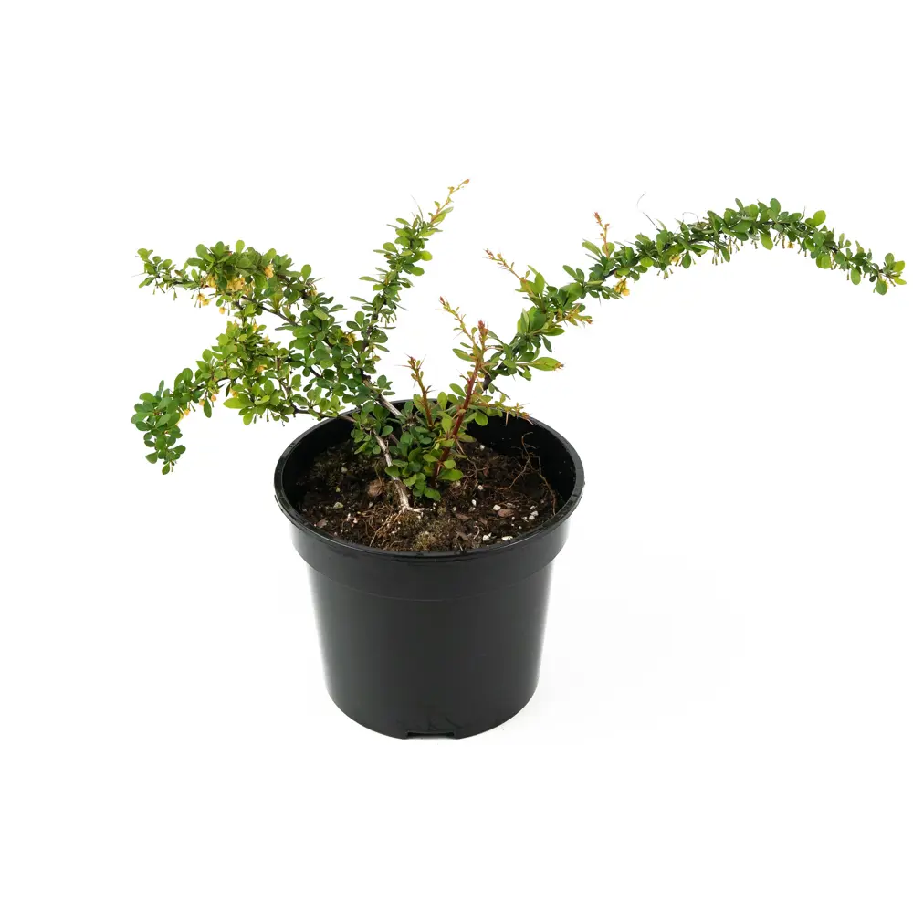 Барбарис Тунберга Green Carpet D20-40 см 30 см 84841609 STLM-2190927 Santreyd 