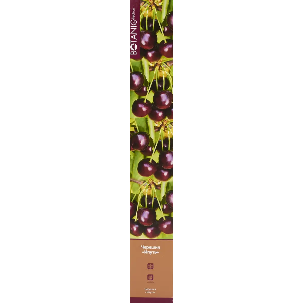 Черешня Ипуть в тубе Цветочный альянс 82539577 STLM-2072282 BOTANIC COLLECTION  - Вид №1