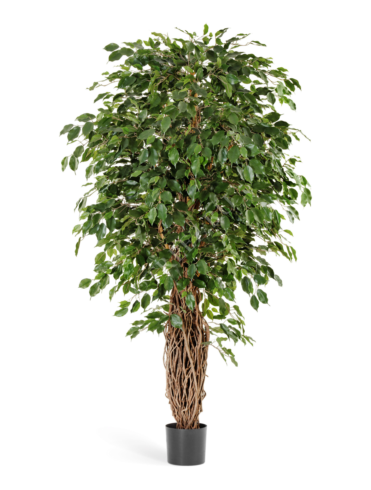 10.30811N Фикус Бенджамина Лиана Де Люкс Цветочная коллекция 