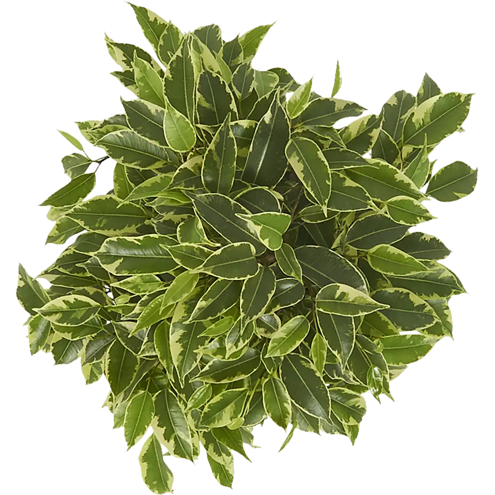 Фикус Бенджамина Кинки 12x27 см 82384377 STLM-2005800 Santreyd  - Вид №1