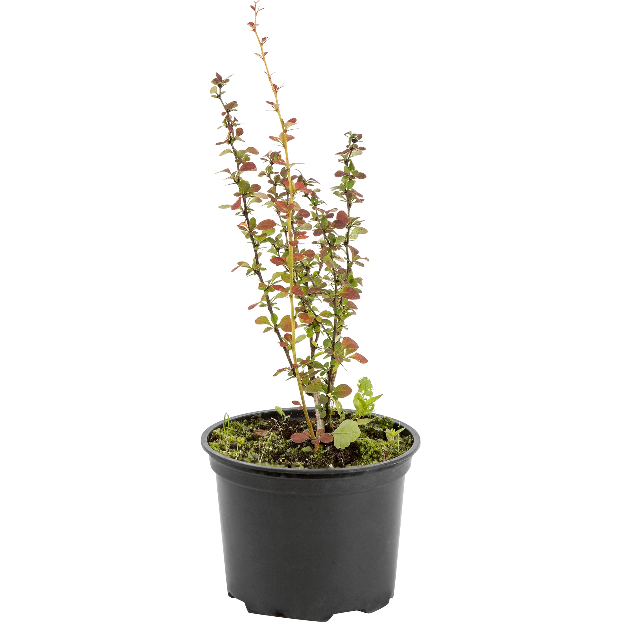 82219498 Барбарис Тунберга «Хелмонд Пиллар» 1.5 л h15 см Santreyd 