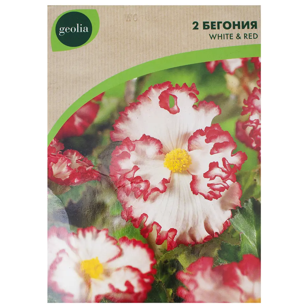 Бегония Geolia «marg. WhiteRed», 4х5 см 15548909 STLM-2203012 