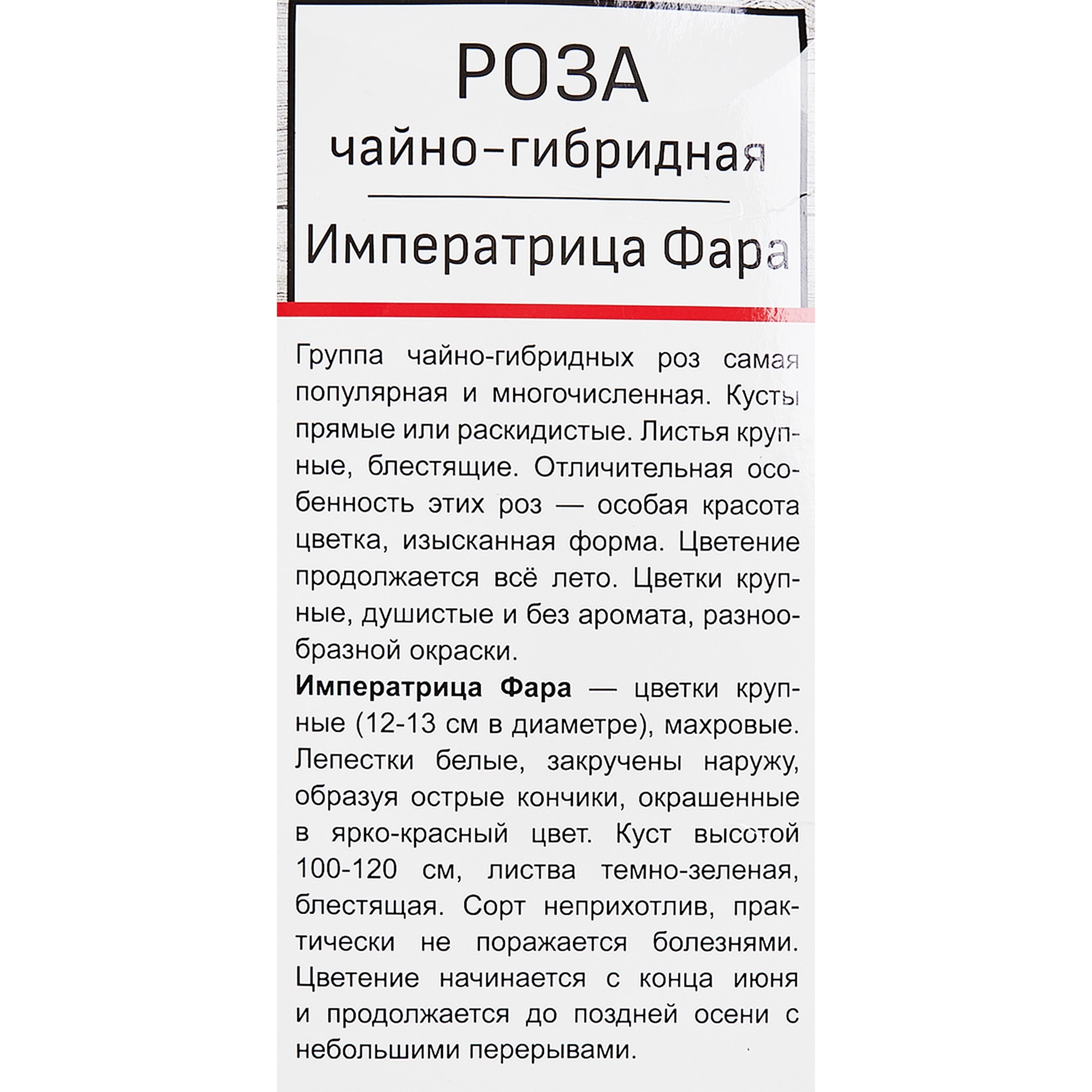 18346261 Розы чайно-гибридные «Императрица Фара» Santreyd  - Вид №2