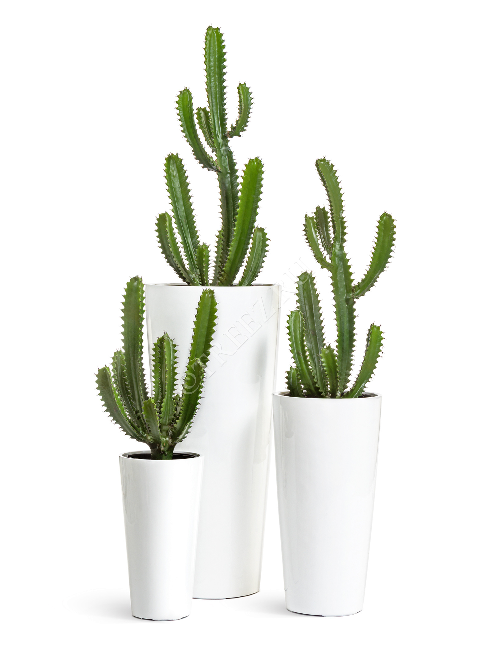 10.0618234 Кактус Цереус Стайл Цветочная коллекция  - Вид №4