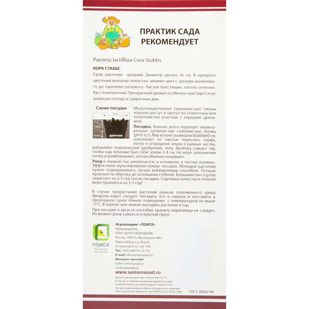 Пион молочноцветковый «Кора Стаббс», размер луковицы I 82319605 STLM-2096308 Santreyd  - Вид №2