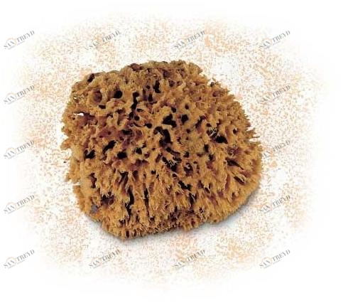 PENNELLI CINGHIALE Губка Decori sun-id-1410672