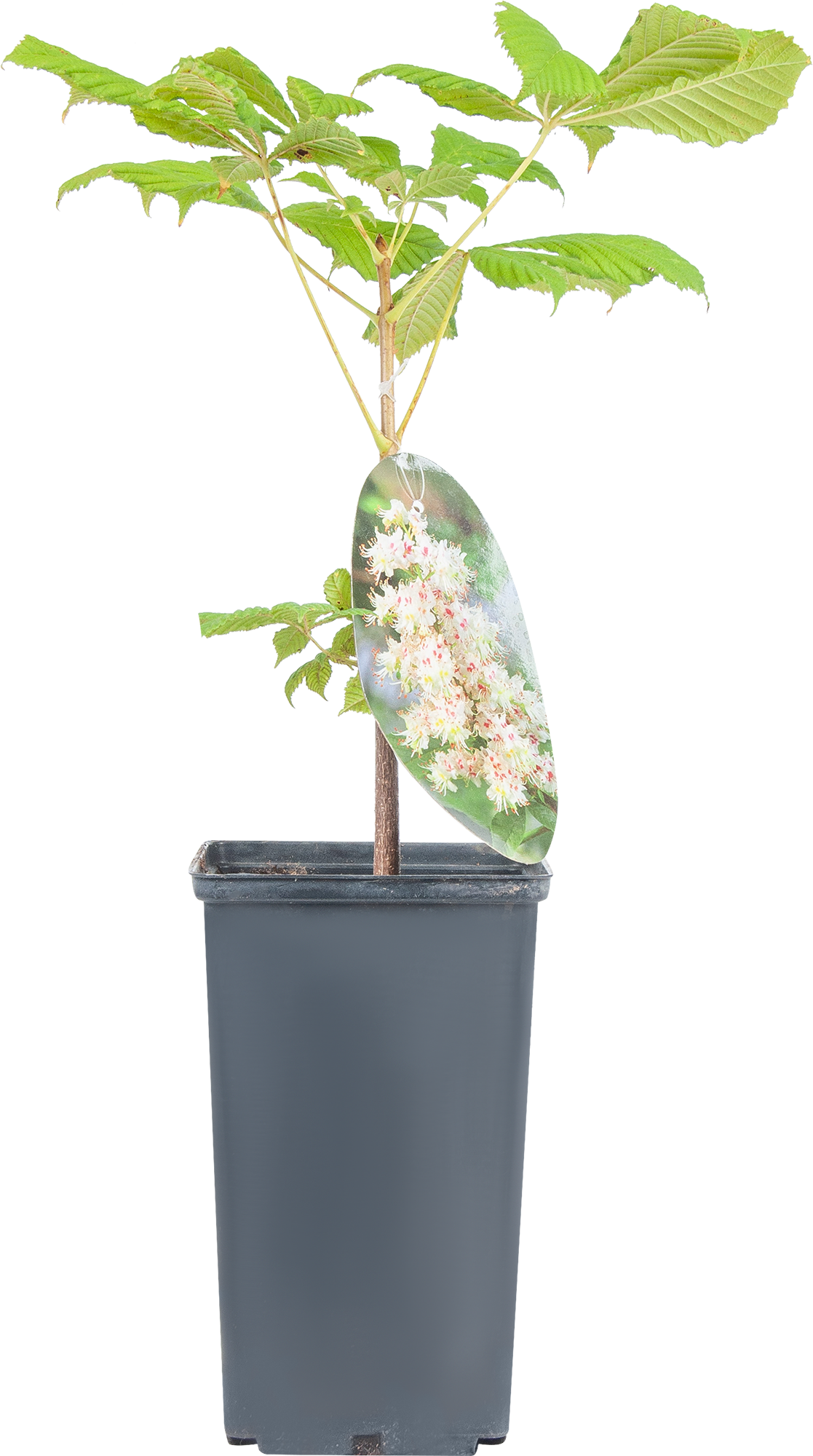 Каштан конский Santreyd - цветущее дерево для сада с целебными свойствами 17895710 STLM-0008938 - Вид №2