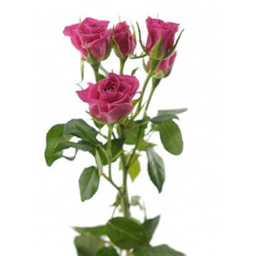 Роза тр лианне 70 см Santreyd 24684