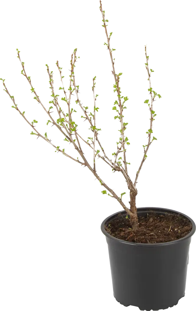 Саженец крыжовника Владил от Santreyd - высокоурожайный сорт с темно-красными ягодами 85325537